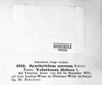 Synchytrium aureum image